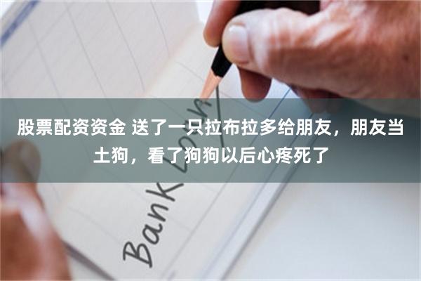 股票配资资金 送了一只拉布拉多给朋友，朋友当土狗，看了狗狗以后心疼死了